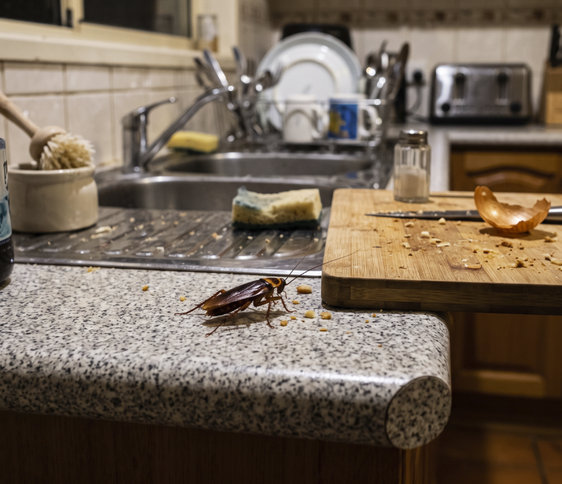 Cockroach control