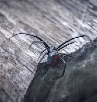 Redback spider